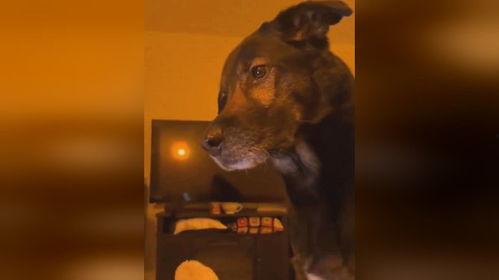 爆料狗狗打架视频大全集,盘点全网热门打架视频合集 第2张 爆料狗狗打架视频大全集,盘点全网热门打架视频合集 第2张